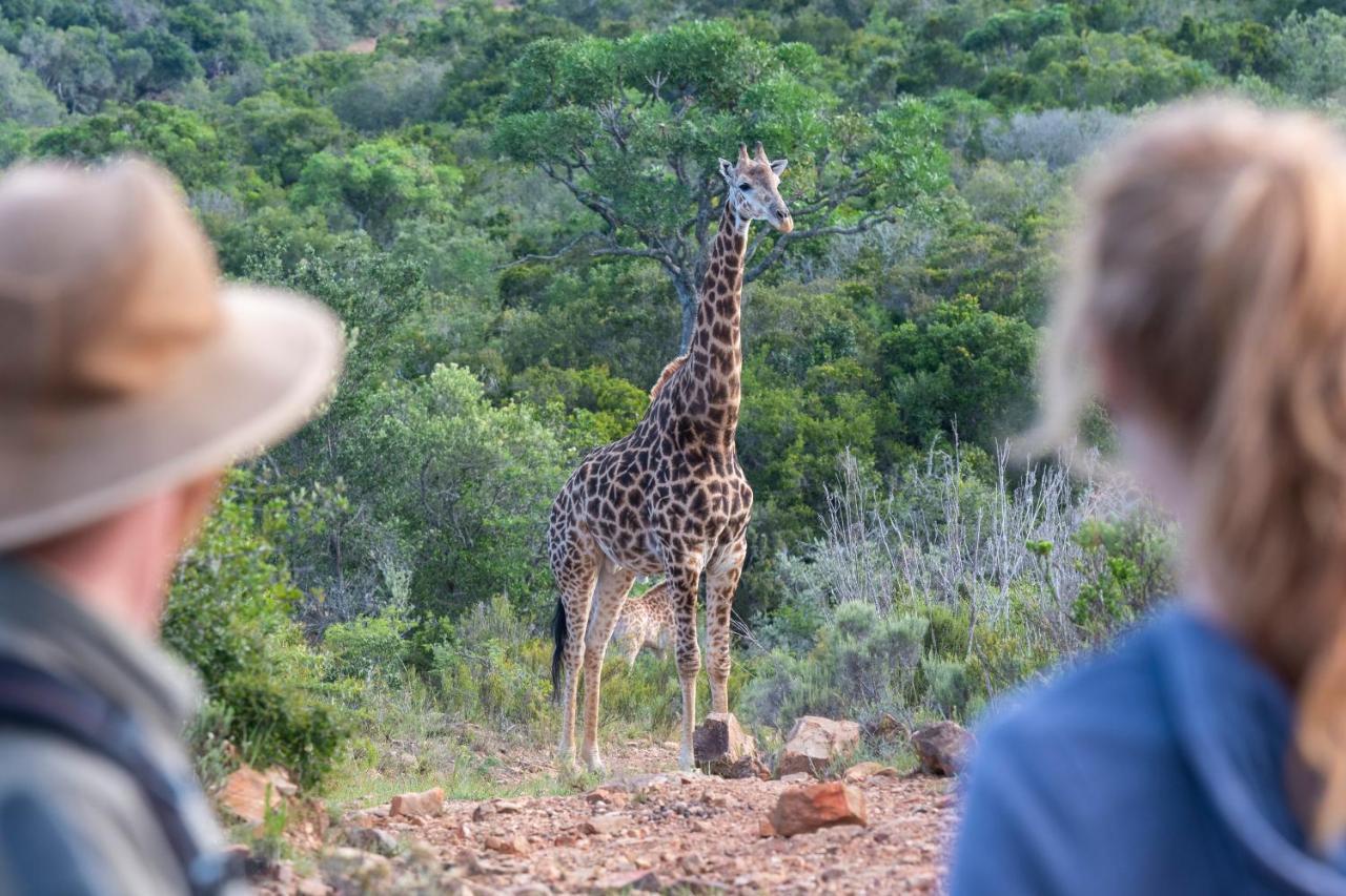 Addo Elephant Safari Lodge - Bellevue Forest Reserve Paterson Exterior photo